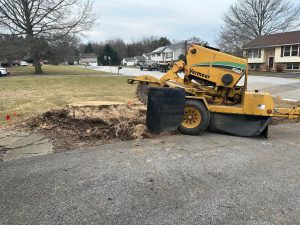 Grinding unwanted stump down using quality equipment.